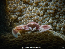 Porcelain crab posing on anemone by Alex Permiakov 